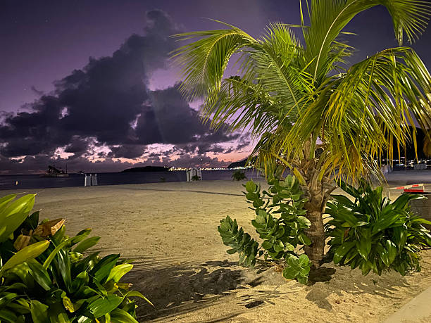 Palm tree and plants on sandy beach at twilight with purple sky and clouds over the Caribbean Sea.