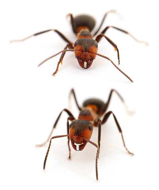 istock Red wood ant Formica rufa isolated on white background macro close up 2232238944