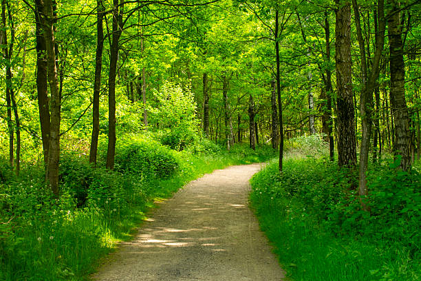 istock Forest path winds its way through the greenery of the forest. 2232243205