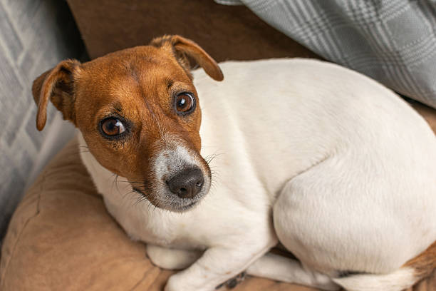 istock Cozy Jack Russell Terrier Relaxing on a Comfortable Couch at Home 2232243209