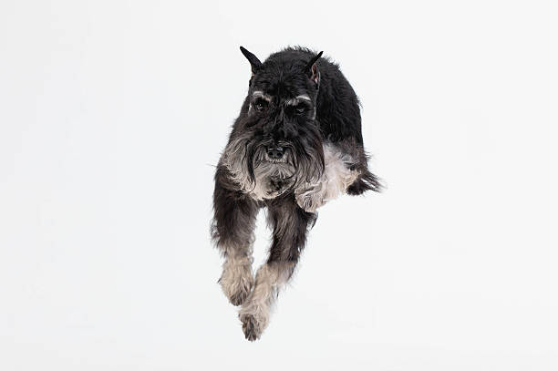 istock Miniature Schnauzer Dog Jumping in Studio on White Background 2232248379