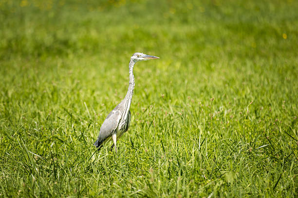 istock Gray heron bird is walking on meadow while feeding. 2232250058