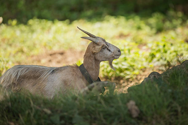 Goat is lying on grass in nature.\nSölden - Germany