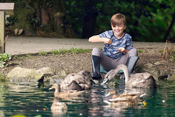 istock Boy feeding Cygnets and Mallards 2232250590