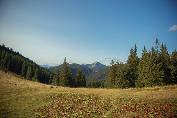 Landscapes of the Carpathian Mountains with rural villages, evergreen forests, wooden structures, wildflowers, and foggy hills. Nature and countryside in different seasons and light.