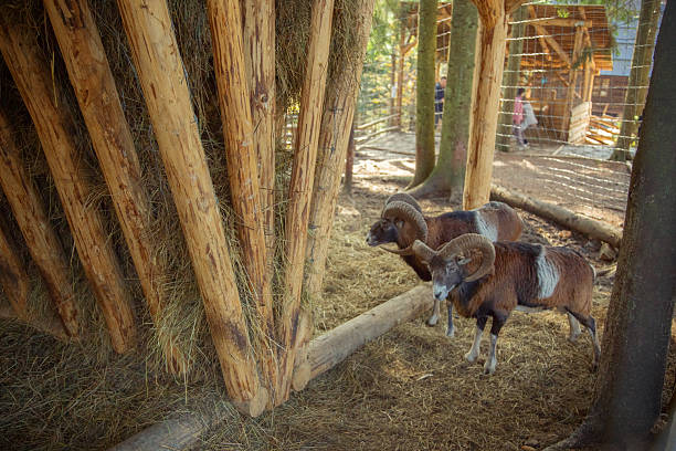 A lifestyle photo series taken with a wide-angle lens showcasing various domestic and wild animals in the Carpathian Mountains. The photos feature goats, Highland cattle, a spotted deer, and horned sheep in natural and farm environments. Capturing the rustic beauty of animal life in a forested mountain village setting, where tradition and nature coexist. A reminder of real, grounded life far from plastic consumerism and artificiality.