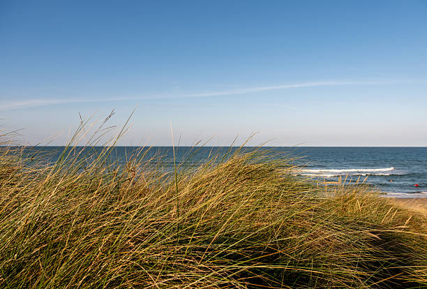 A serene coastal scene shows golden grasses growing across sandy dunes, illuminated by bright sunlight under a brilliant blue sky. The vibrant colors evoke feelings of warmth and tranquility.
