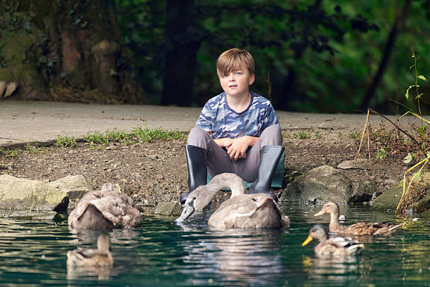 istock Boy feeding Cygnets and Mallards 2232251889