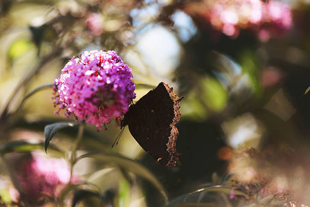 A beautiful mourning cloak butterfly, feeding on the flowers of a butterfly bush. Shallow depth of field. Shot with a Canon 5D Mark IV.