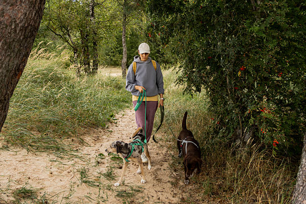 istock person walks two dogs on path in forest or park. Pet training with handler, professional dog walker. 2232251946