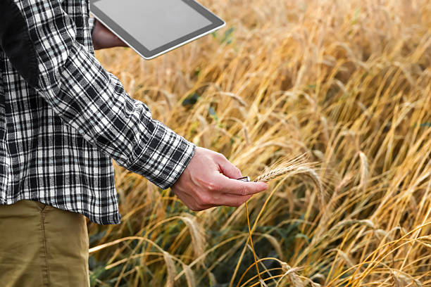 istock A modern farmer uses a tablet in a wheat field, showcasing the integration of technology in agriculture. man interacts with nature and the internet for efficient plant cultivation 2232252094