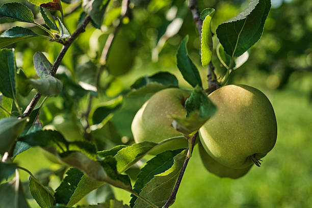 istock Ripe Apples on Tree Branch in Orchard Harvest Season 2232253175