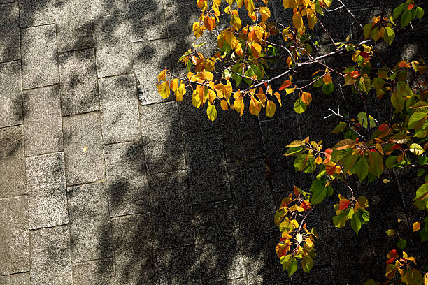 City, autumn leaves, plants, scene