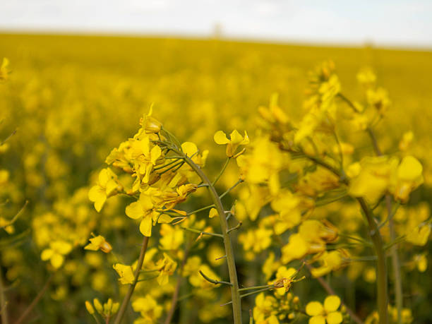 istock Bright Yellow Flowers Create a Stunning Landscape in a Spring Countryside Field Under a Clear Blue Sky 2232253654