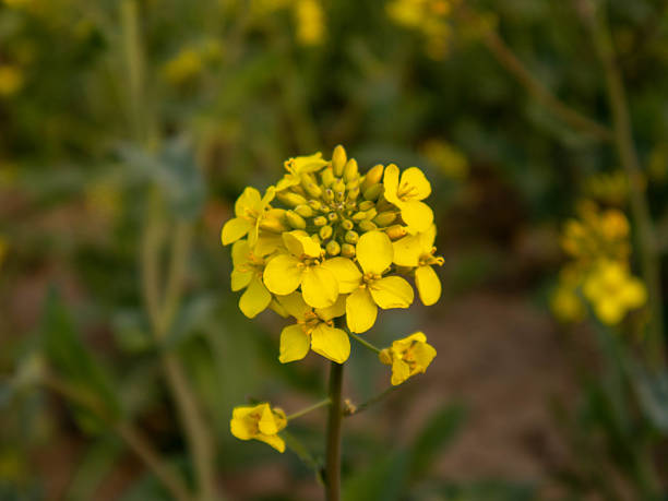 istock Bright Yellow Mustard Flower Blooms Beautifully in Springtime Fields 2232253663