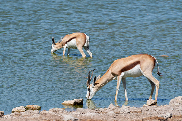 Springbok is Namibia's national animal. It is abundant, particularly in Etosha National Park.