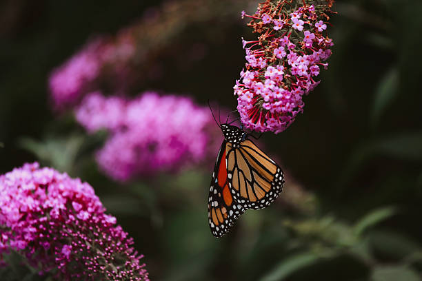 istock Monarch Butterfly on Buddleia Blossom 2232253822