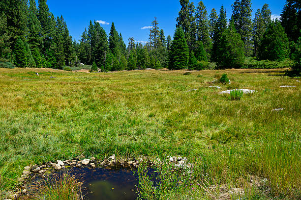 Landscape summer time view of a Sierra Nevada tree lined meadow.\n\nTaken near Shaver Lake, Sierra Nevada, California, USA