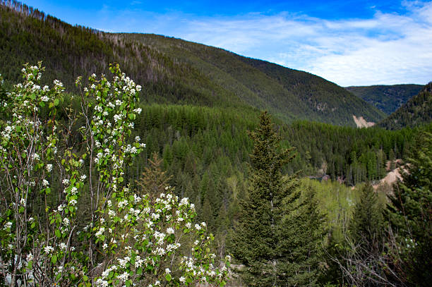Going-to-the-Sun Road, Glacier National Park, Montana scenic landscape of mountainous wilderness