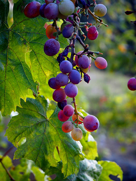 Ripe grapes on the branch