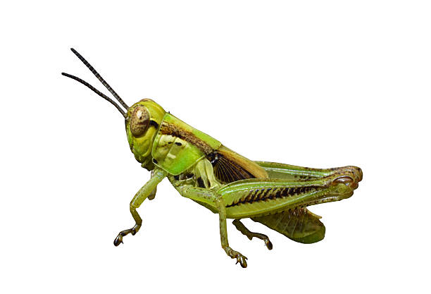 Closeup of green grasshopper insect isolated on white background. Detailed view of the grasshopper's body, legs, and antennae, useful for educational, scientific, nature, or design purposes