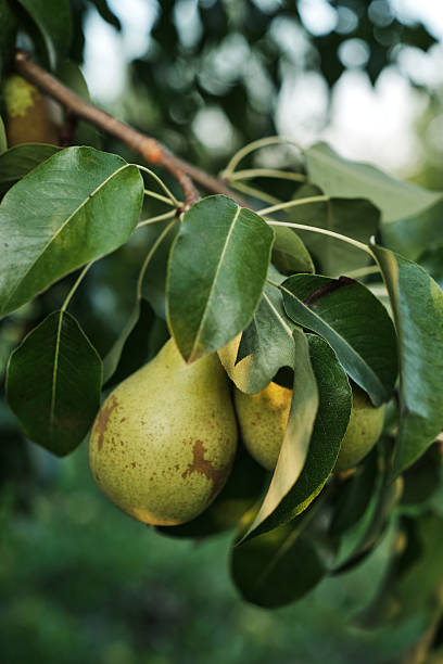 istock Ripe Pears on Tree Branch in Orchard Harvest Season 2232255898