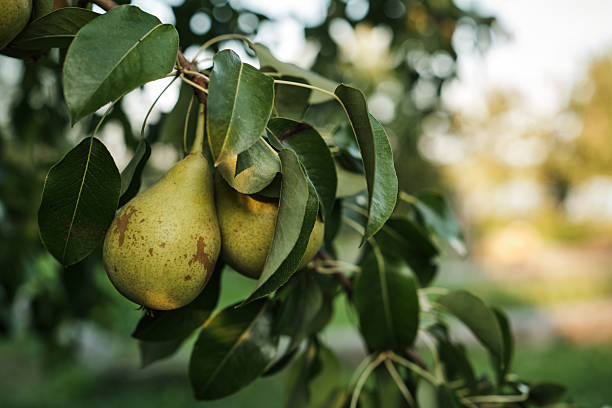 istock Ripe Pears on Tree Branch in Orchard Harvest Season 2232256293