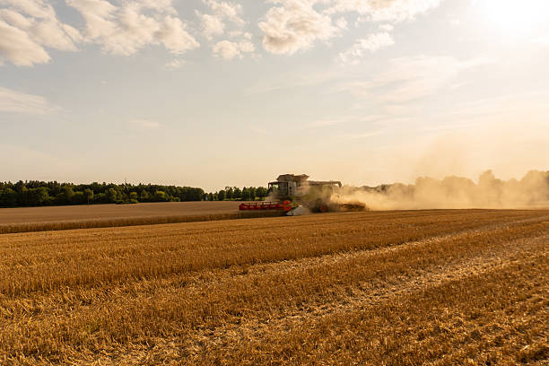 istock Harvesting wheat in a golden field during late afternoon sunlight 2232257678