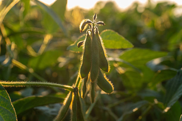 istock Soybean plants growing in a field during sunset showcasing pods and lush greenery 2232257704