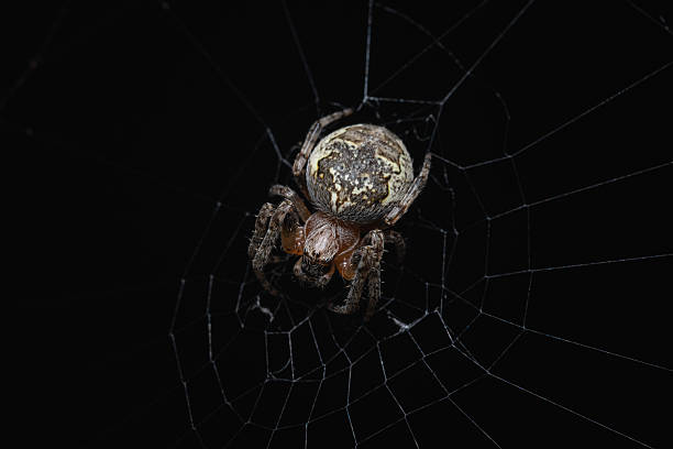 Detailed macro photograph showing a spider resting on its web, highlighted against a dark and mysterious background. Showcases the intricate design and beauty of nature’s creation.