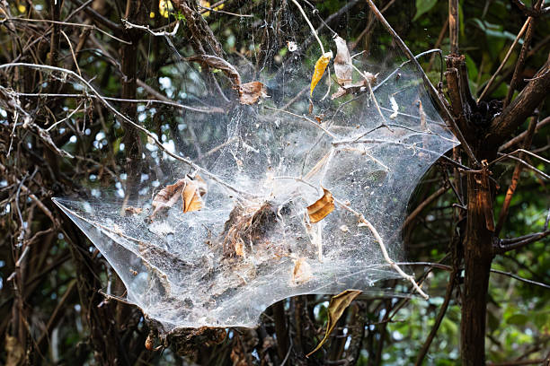 A close-up photograph of a bowl-shaped spider web nestled inside a leafy bush. The fine silk threads form a concave structure that traps fallen leaves and debris. The scene captures the intricate engineering of the web and the natural interaction between insect architecture and seasonal change. Shot in natural light, the image emphasizes the delicate textures of the web strands and the surrounding foliage.