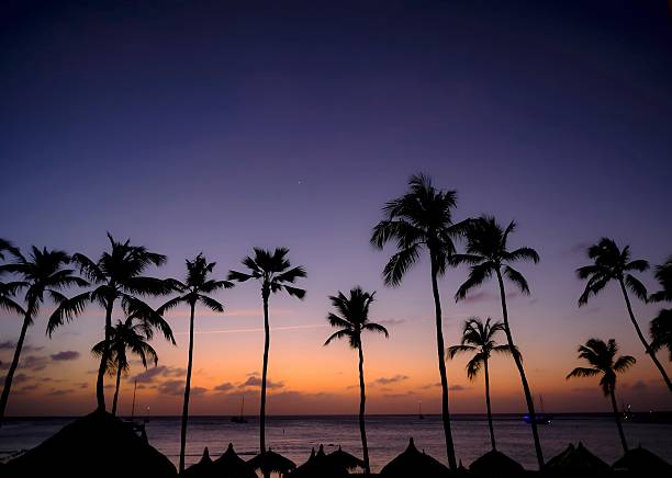 A serene tropical sunset scene featuring tall palm trees in silhouette against a colorful twilight sky.