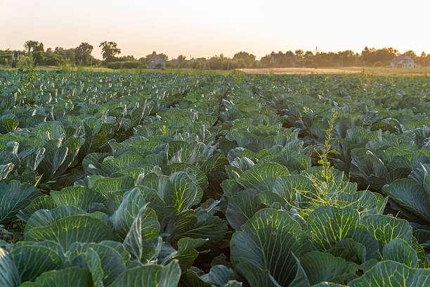 istock Lush cabbage field at sunset with rich greenery and tranquil rural atmosphere 2232259241