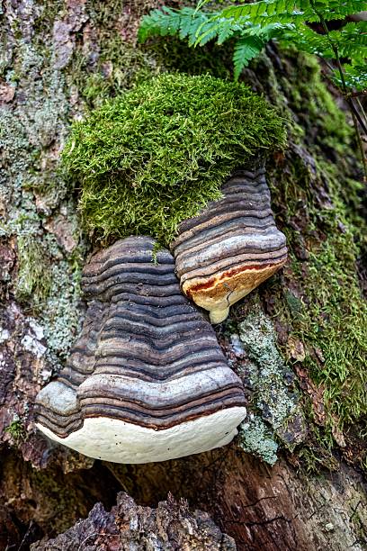 istock Bracket fungi and moss on a tree trunk. 2232260979