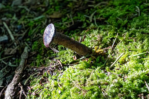 istock Nail sticking out from green moss on forest floor. 2232261040