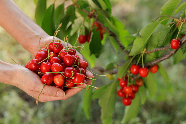 istock Hands holding ripe cherries freshly picked from orchard branch 2232261417