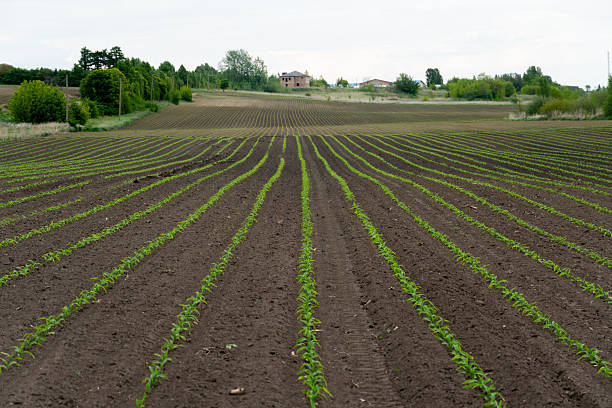 istock Rows of young corn plants growing steadily in a rural field under a cloudy sky 2232262908