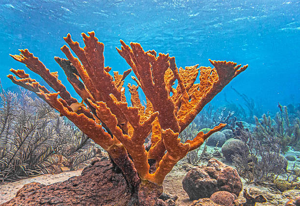 istock Elkhorn coral ,Acropora palmata 2232263678