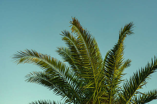 istock Green palm leaves against a clear blue sky. 2232265494