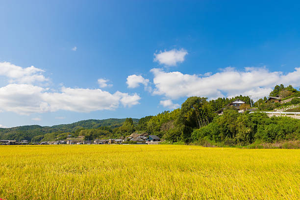 istock Blue skies and ripe rice fields (Usuki City, Oita Prefecture) 2232265538