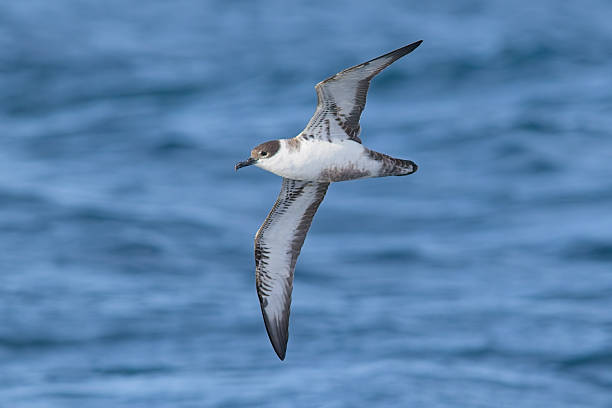 istock Wilson's Petrel flying over sea 2232266863