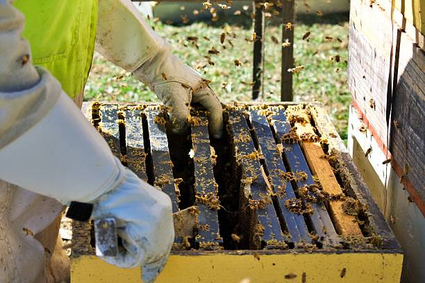 istock Close-Up of Beekeeper Working on an Open Beehive 2232267027