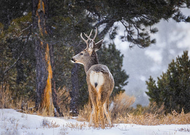 istock Young Mule Deer Buck with Antlers Seen From the Back in a Winter Snowfall 2232267532