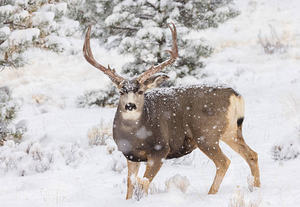 istock Alert Mule Deer Buck with Antlers in a Fall Snow Storm. 2232267770