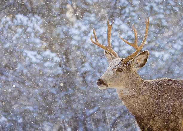 istock Mule Deer Buck With Antlers in a Late Fall Morning Snowstorm 2232267899