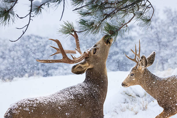 Two male mule deer with antlers standing in the snow, one eating pine needles in the afternoon in a late autumn snow fall, Wet Mountains, Colorado, USA.