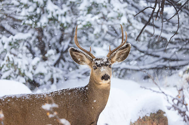 istock Attentive Young Mule Deer Buck with Antlers in the Late Fall Snowfall 2232267964