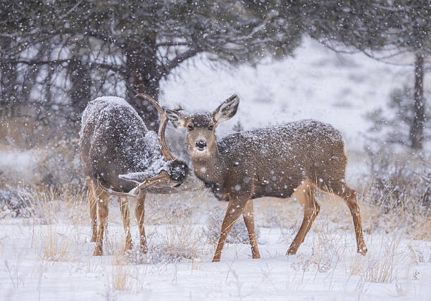 istock Affectionate Mule Deer Buck with Antlers and Appreciative Fawn 2232268127