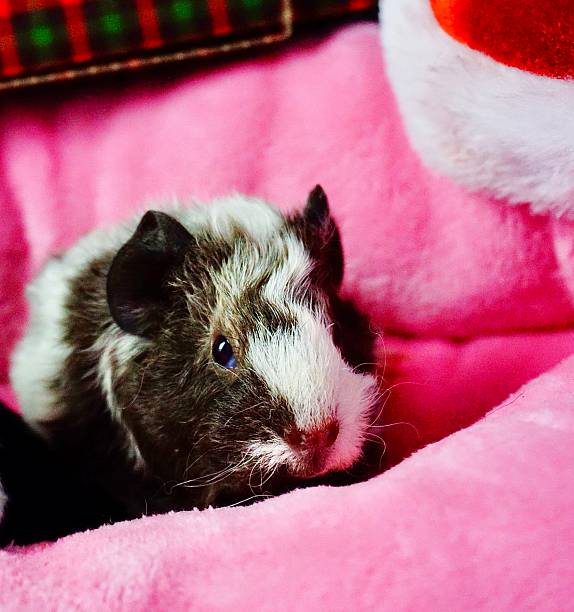 istock Baby Guinea Pig 2232268285