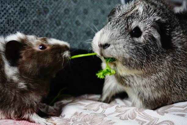 istock Two Guinea pigs and parsley plant 2232269064